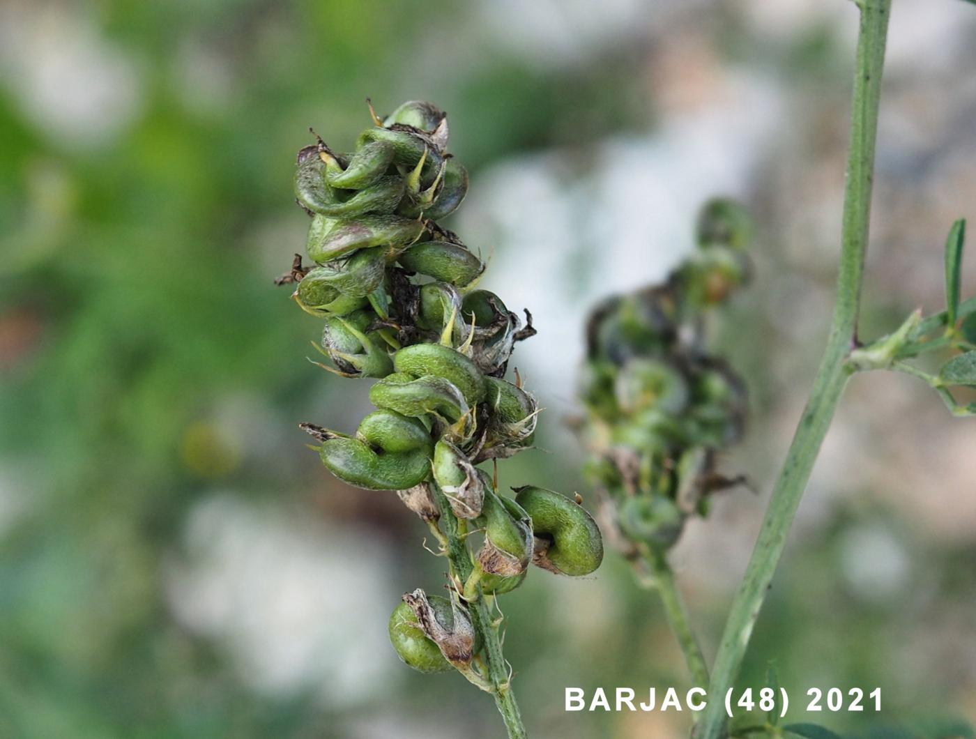 Lucerne, Alfalfa fruit